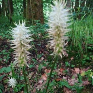 Photographie n°2190645 du taxon Phyteuma spicatum L. [1753]