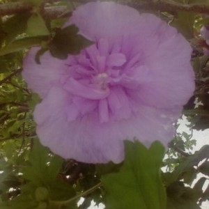 Photographie n°2190655 du taxon Hibiscus syriacus L. [1753]