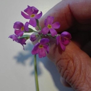 Photographie n°2190693 du taxon Primula farinosa L. [1753]