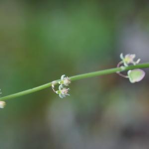 Photographie n°2190696 du taxon Rumex scutatus L. [1753]