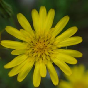 Photographie n°2190700 du taxon Tragopogon pratensis L. [1753]