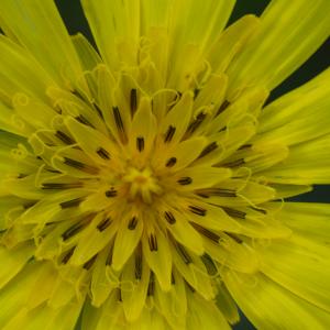 Photographie n°2190701 du taxon Tragopogon pratensis L. [1753]