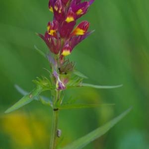 Photographie n°2190702 du taxon Melampyrum arvense L. [1753]