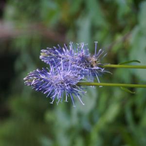 Photographie n°2190704 du taxon Phyteuma spicatum L. [1753]