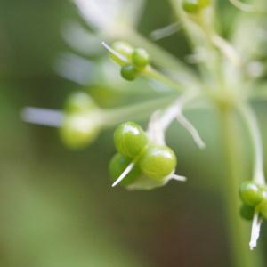 Photographie n°2190706 du taxon Allium ursinum L. [1753]