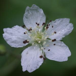 Photographie n°2190716 du taxon Rubus L. [1753]