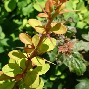 Photographie n°2190719 du taxon Berberis thunbergii DC. [1821]