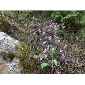 Saponaria ocymoides var. gracilior Bertol. (Saponaire fausse sabline)