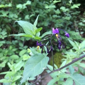 Photographie n°2190764 du taxon Solanum dulcamara L. [1753]