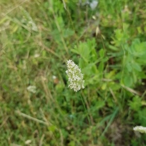 Photographie n°2190803 du taxon Dactylis glomerata L. [1753]