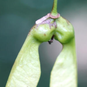 Photographie n°2190874 du taxon Acer monspessulanum L.