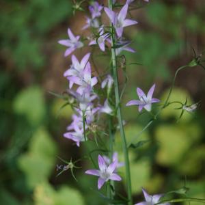 Photographie n°2190901 du taxon Campanula rapunculus L.