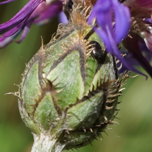 Photographie n°2190904 du taxon Centaurea lugdunensis Jord. [1847]