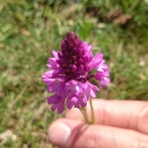 Photographie n°2190921 du taxon Anacamptis pyramidalis (L.) Rich. [1817]