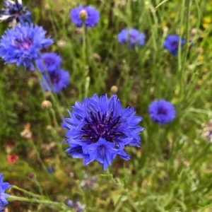 Photographie n°2190976 du taxon Cyanus segetum Hill [1762]