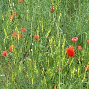 Photographie n°2190992 du taxon Melilotus altissimus Thuill. [1799]