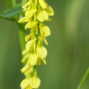 Photographie n°2190993 du taxon Melilotus altissimus Thuill. [1799]