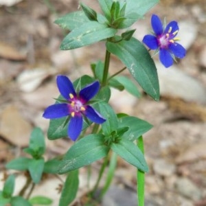 Photographie n°2191000 du taxon Lysimachia arvensis (L.) U.Manns & Anderb. [2009]