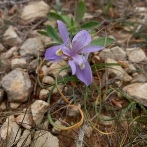 Photographie n°2191014 du taxon Moraea sisyrinchium (L.) Ker Gawl. [1805]