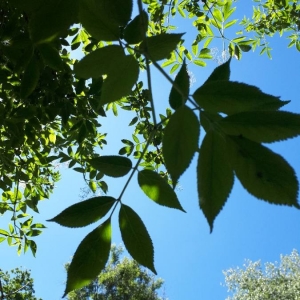 Photographie n°2191016 du taxon Sambucus nigra L. [1753]