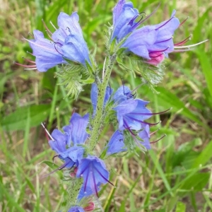 Photographie n°2191051 du taxon Echium vulgare L. [1753]