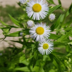 Photographie n°2191062 du taxon Erigeron annuus (L.) Desf. [1804]