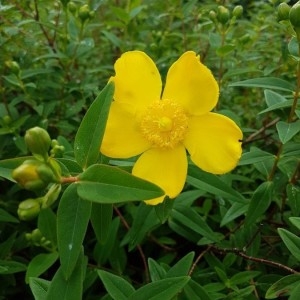 Photographie n°2191063 du taxon Hypericum x hidcoteense Hilling ex Geerinck