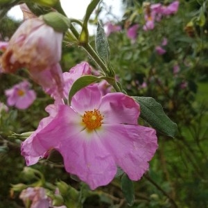 Photographie n°2191079 du taxon Cistus albidus L. [1753]