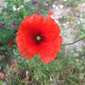 Photographie n°2191082 du taxon Papaver rhoeas L. [1753]