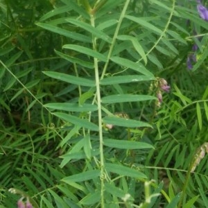 Photographie n°2191086 du taxon Vicia cracca L. [1753]