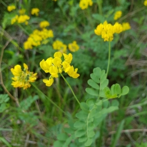 Photographie n°2191093 du taxon Coronilla coronata L. [1759]