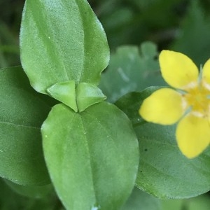 Photographie n°2191098 du taxon Lysimachia nemorum L. [1753]