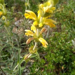 Photographie n°2191145 du taxon Phlomis lychnitis L. [1753]