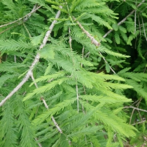 Photographie n°2191179 du taxon Taxodium distichum (L.) Rich. [1810]