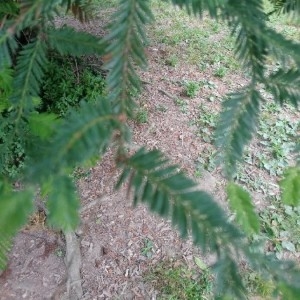 Photographie n°2191182 du taxon Taxus baccata L. [1753]