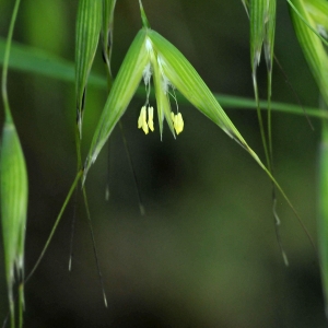 Avena sativa subsp. sterilis (L.) de Wet (Avoine sauvage)