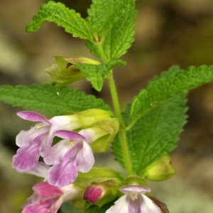 Photographie n°2191189 du taxon Melittis melissophyllum L.