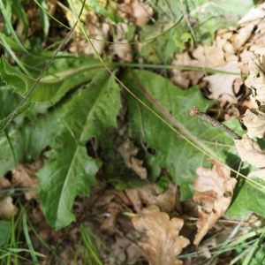 Photographie n°2191208 du taxon Hypochaeris maculata L. [1753]