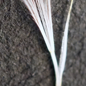 Photographie n°2191226 du taxon Hypochaeris maculata L. [1753]