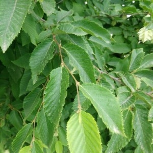 Photographie n°2191234 du taxon Ostrya carpinifolia Scop. [1772]