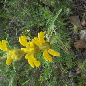 Photographie n°2191259 du taxon Phlomis lychnitis L. [1753]