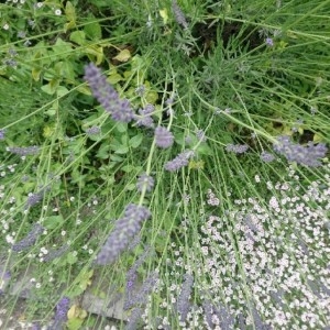 Photographie n°2191260 du taxon Lavandula angustifolia Mill. [1768]