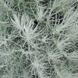 Photographie n°2191295 du taxon Helichrysum stoechas (L.) Moench [1794]
