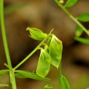 Photographie n°2191297 du taxon Vicia hirsuta (L.) Gray [1821]