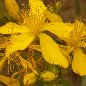 Photographie n°2191298 du taxon Hypericum perforatum L. [1753]