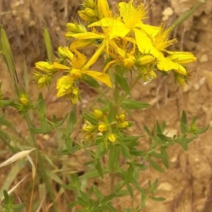 Photographie n°2191299 du taxon Hypericum perforatum L. [1753]