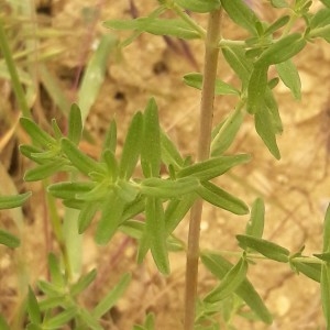 Photographie n°2191300 du taxon Hypericum perforatum L. [1753]