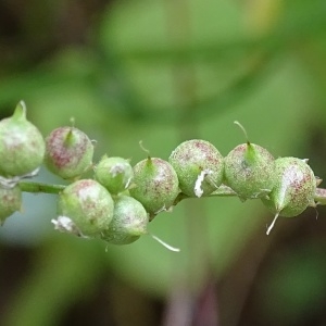 Photographie n°2191357 du taxon Trigonella wojciechowskii Coulot & Rabaute [2013]