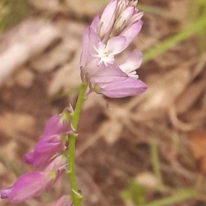 Photographie n°2191385 du taxon Polygala vulgaris L. [1753]