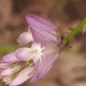 Photographie n°2191386 du taxon Polygala vulgaris L. [1753]